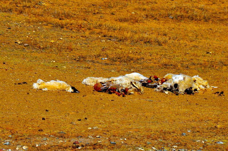 Mongolie